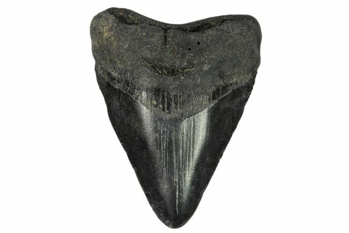 Juvenile Megalodon Tooth - Georgia #115701